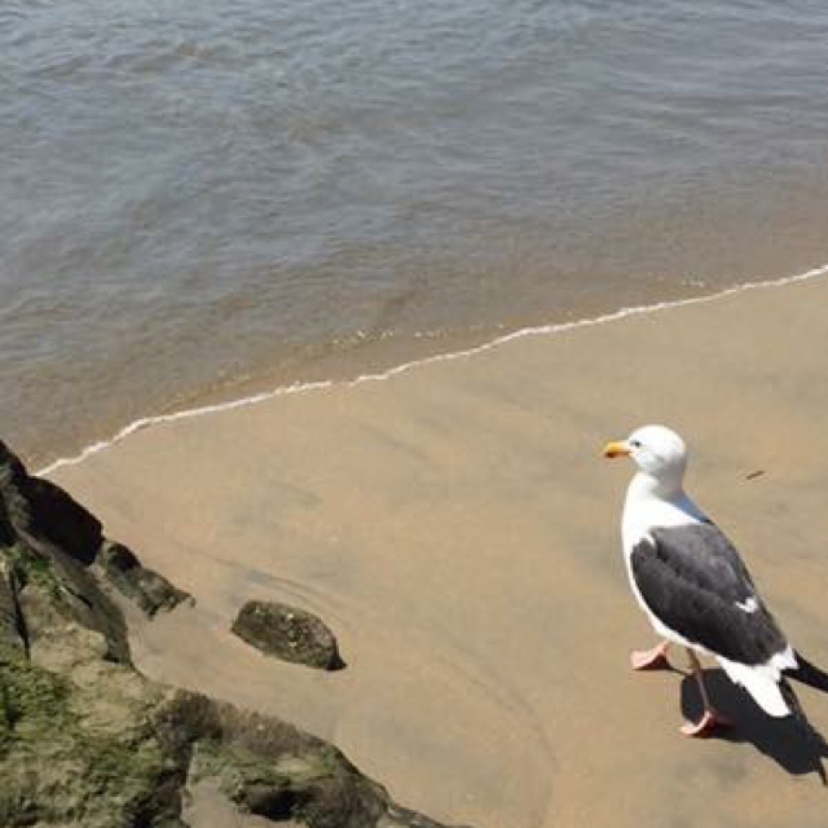 Western Gull