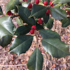 American Holly