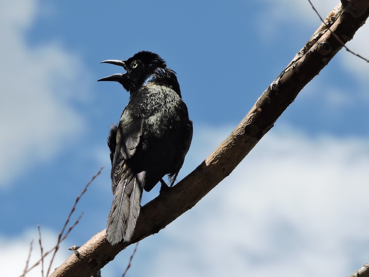 Brewers blackbird