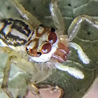 Multicoloured spider. ♀