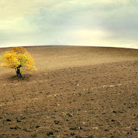 Tuscan minimal natural  di aughi