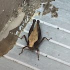 Black-Sided Pygmy Grasshopper