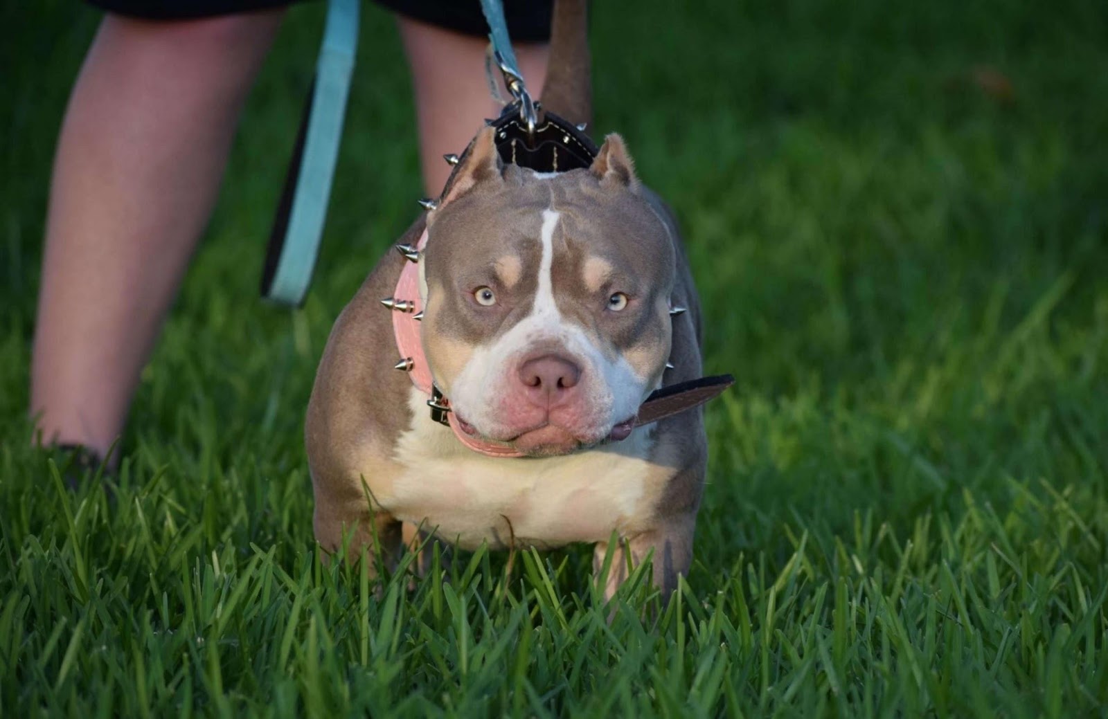 American Bully Puppies