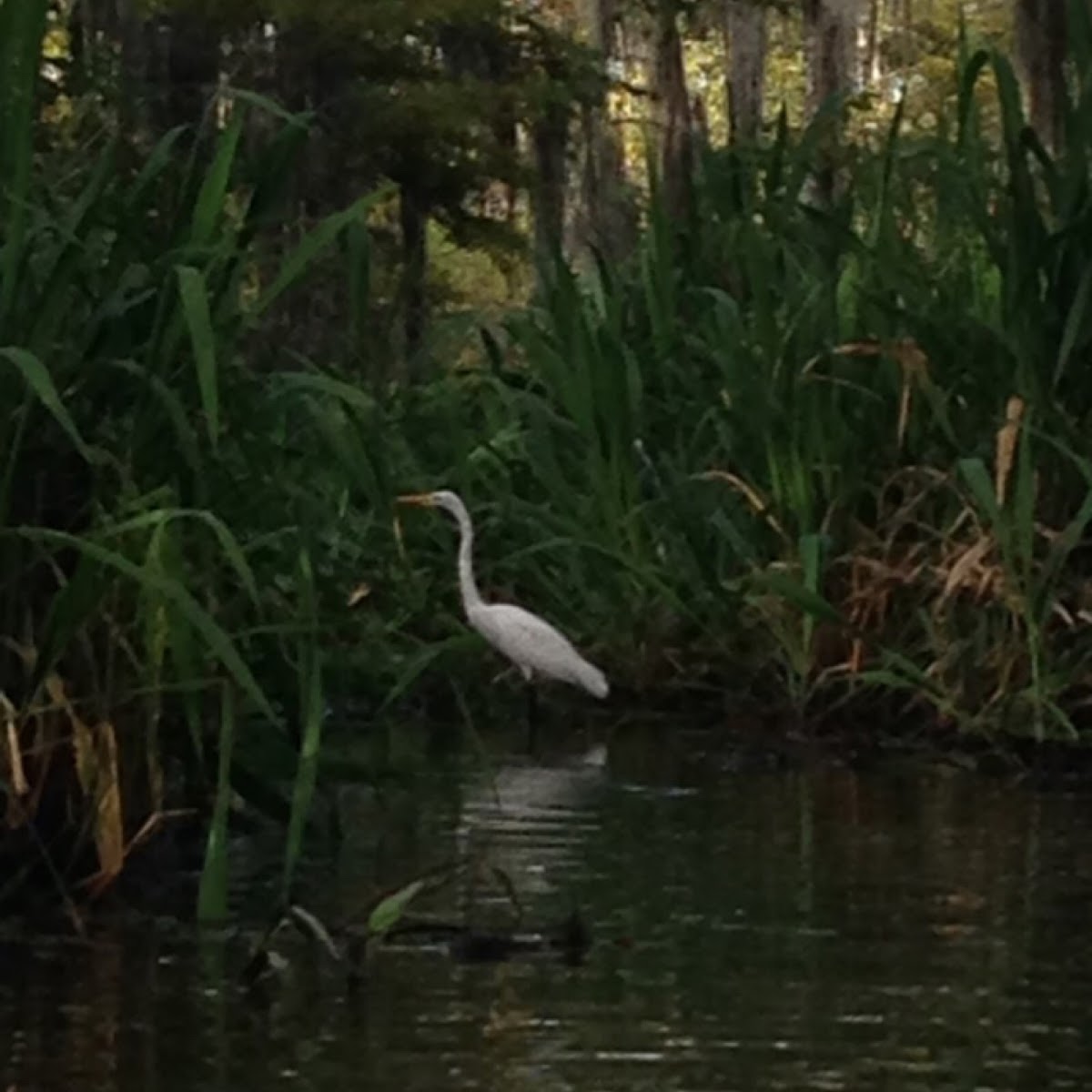 Common Egret