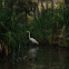 Common Egret