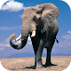 Download Elephant Wallpapers HD For PC Windows and Mac 4.0.0