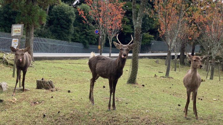 コペンの奈良公園・鹿・紅葉と愛車に関するカスタム事例の投稿画像12枚目