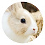 Cute rabbit pop animal HD new tab page theme