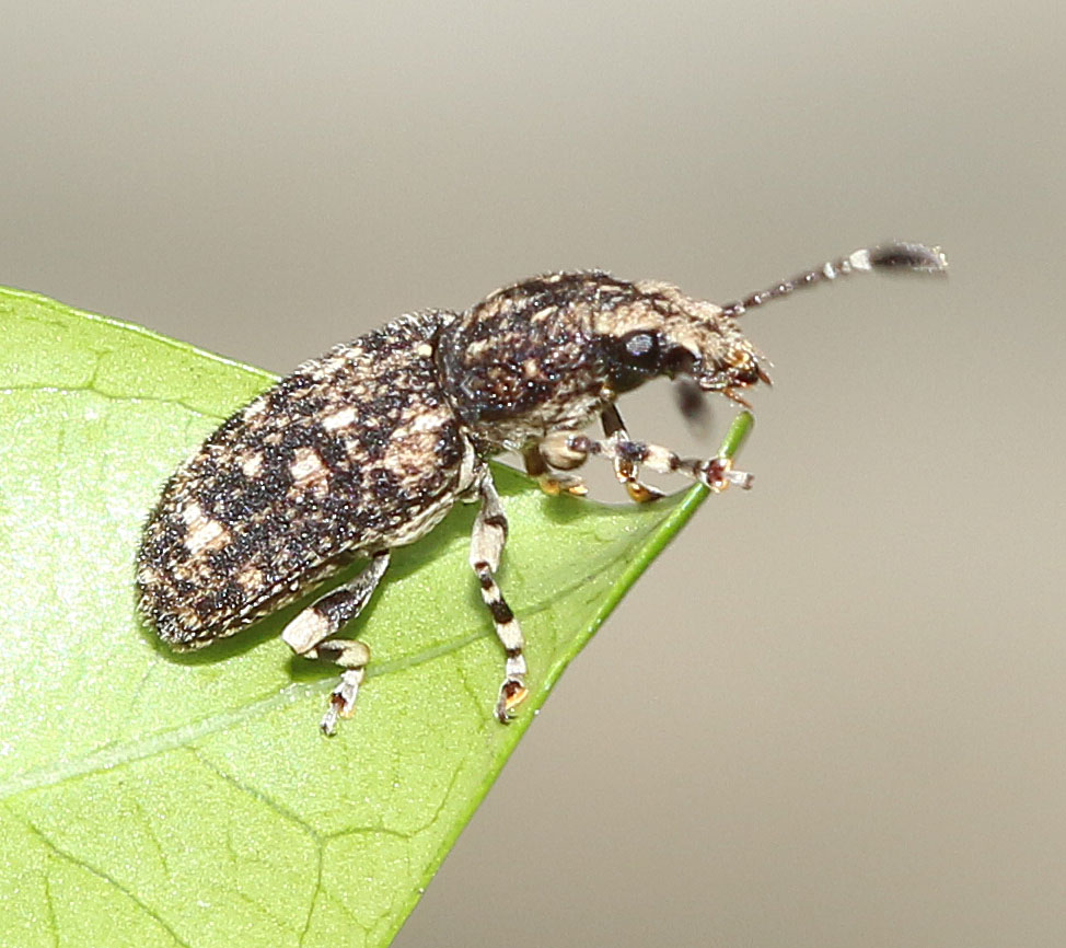 Fungus Weevil