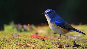 幸せの青い鳥