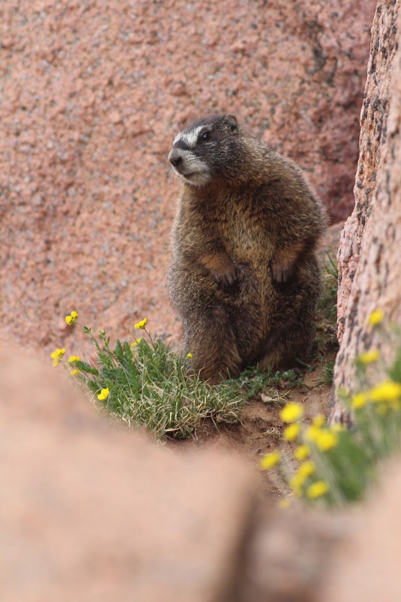 yellow bellied marmot