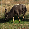 Nyala