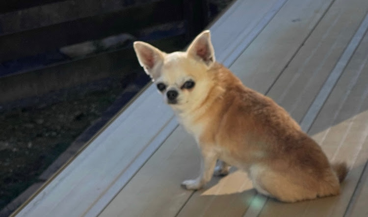 ノートの愛犬と一緒にに関するカスタム事例の投稿画像5枚目