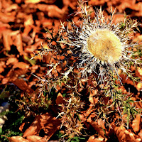 Cardo, un fiore diversamente bello di 