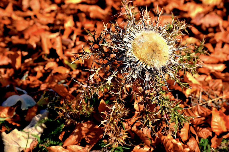 Cardo, un fiore diversamente bello di phrp