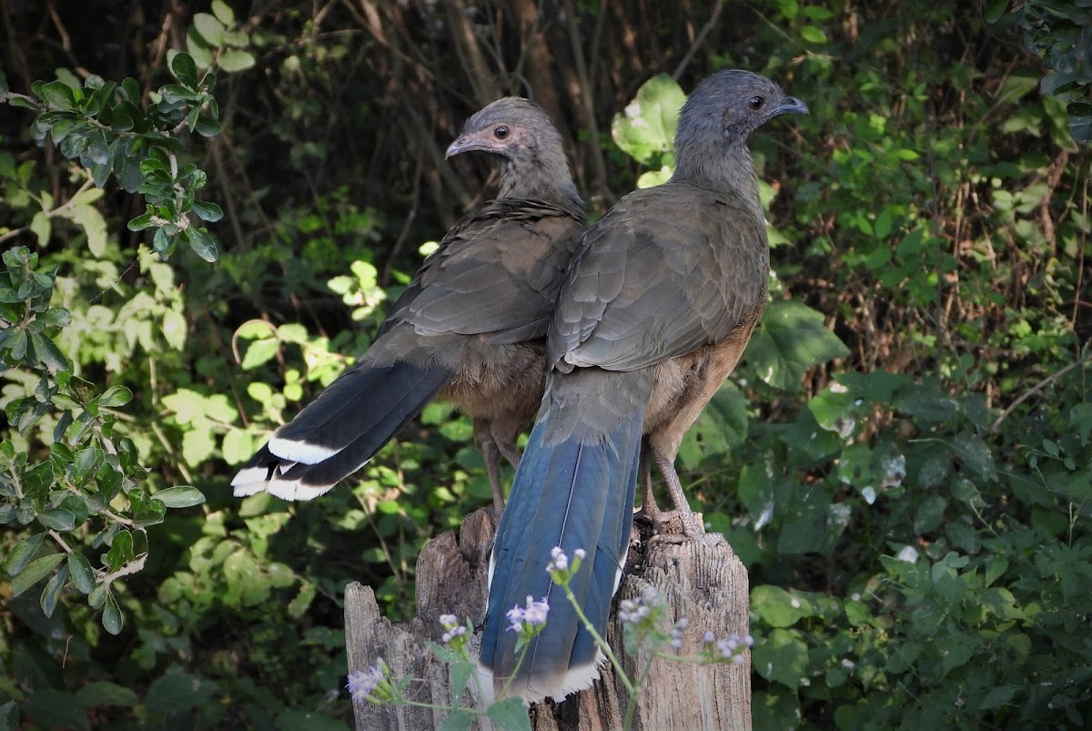 Plain chachalaca