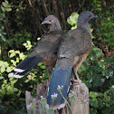 Plain chachalaca