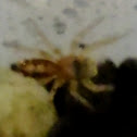 Acacia Spider