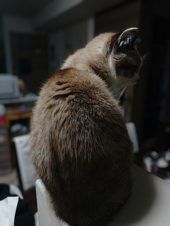 マークIIクオリスのハーフリアショット・【ローガン】・【愛猫部No27】・【グラインダータトゥー/BLOOM】・【純正より少し低い車高】に関するカスタム事例の投稿画像4枚目