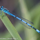 Azure Bluet