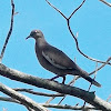 Tórtola aliblanca/ White winged dove