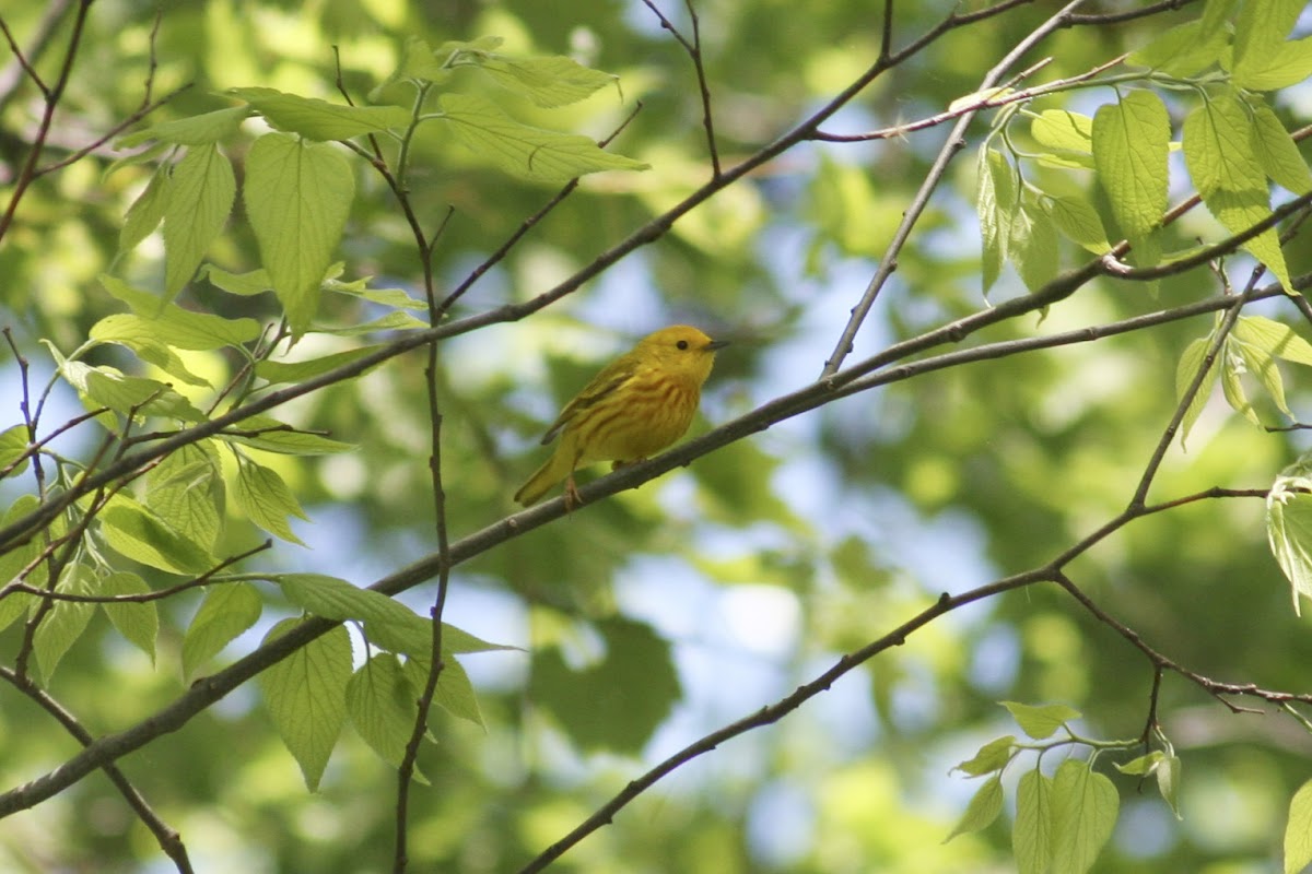 Yellow Warbler