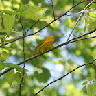 Yellow Warbler