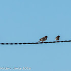 House Sparrow; Gorrión Común