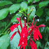 Cardinal Flower