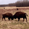 American Bison