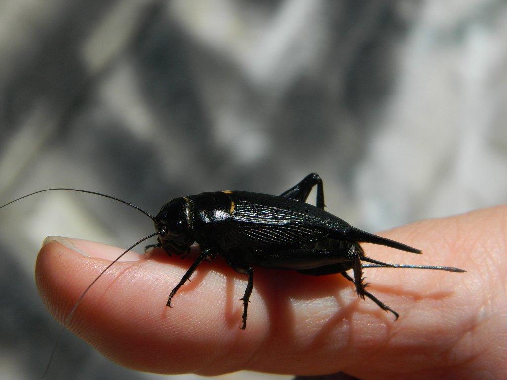 Mediterranean field cricket