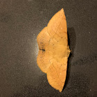 Anthelid Lappet Moth