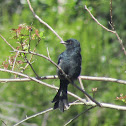 Forked-tail Drongo