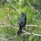 Forked-tail Drongo