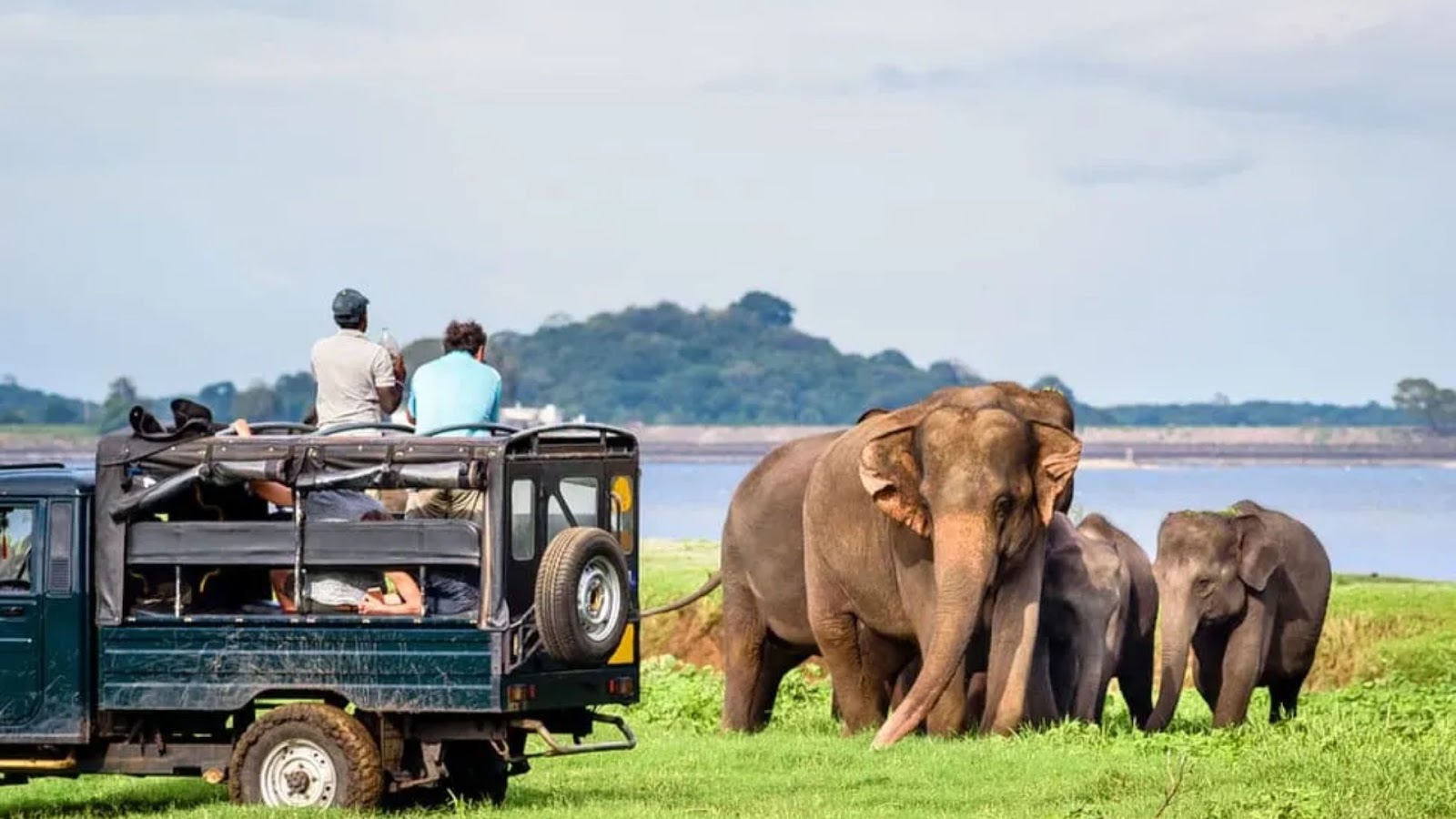 Udawalawe National Park: The Elephant Haven