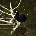 Eurasian Coot