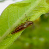 Leafhopper