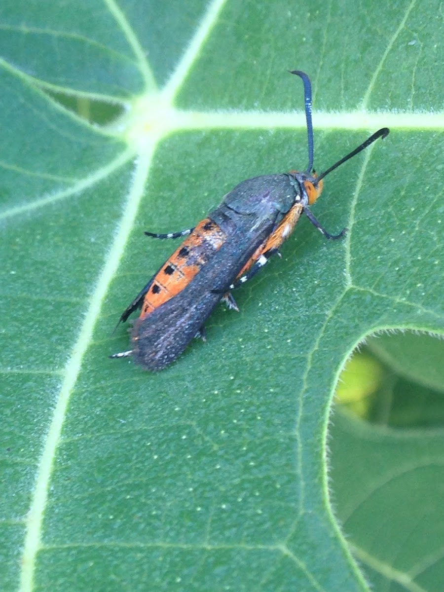 Squash Vine Borer