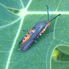 Squash Vine Borer