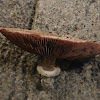 Agaricus Mushroom