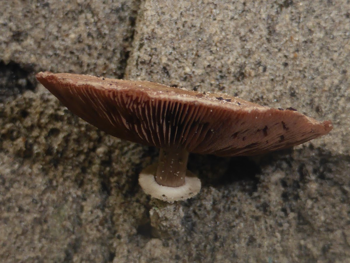 Agaricus Mushroom