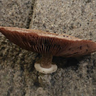 Agaricus Mushroom