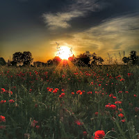 Papaveri al tramonto di 