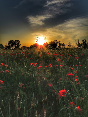 Papaveri al tramonto di Lory77