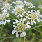 Mediterranean Hartwort