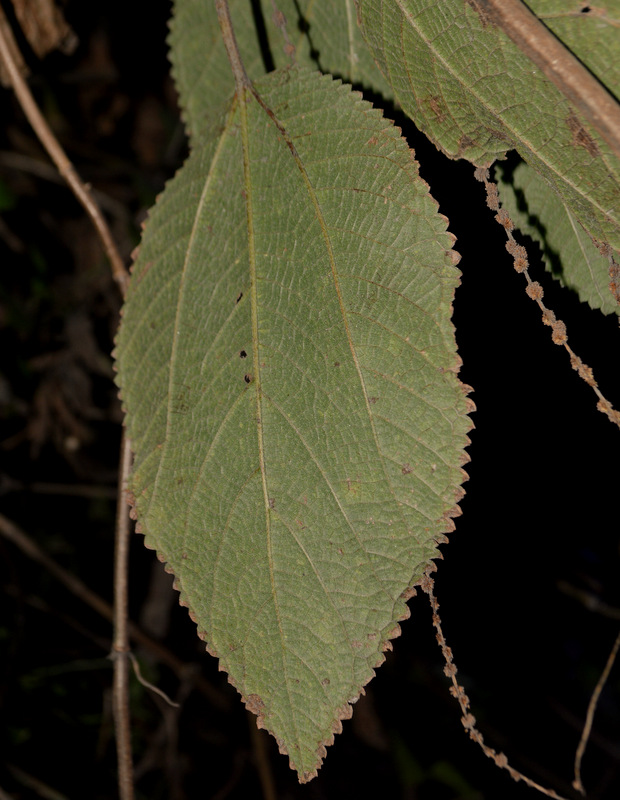 False Nettle, African Jolanettle, Harmless Nettle