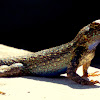 western fence lizard