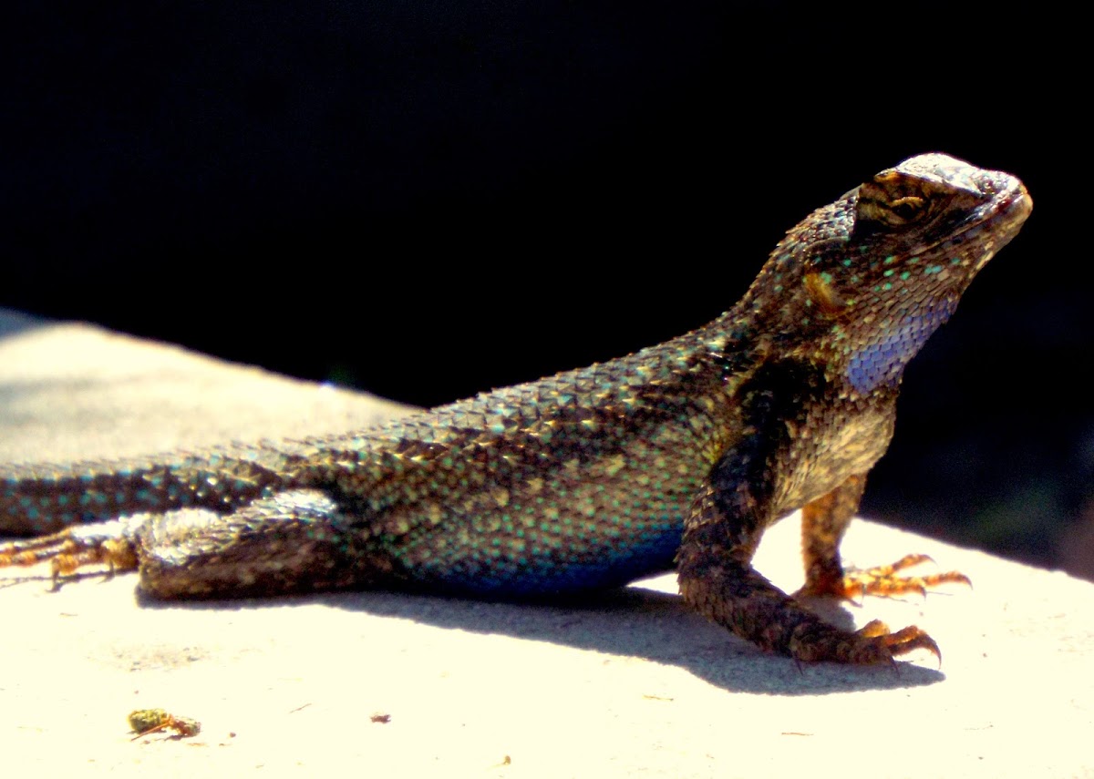 western fence lizard