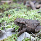 Common toad