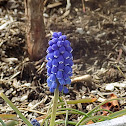 Bluebell/Bluebonnet